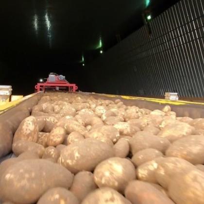 Potatoes