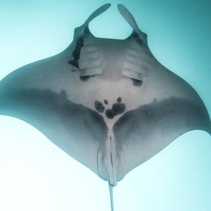 Oceanic manta ray