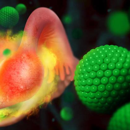 Olena Taratula of the OSU College of Pharmacy and Leslie Myatt of Oregon Health & Science University led a team of researchers that used pregnant mice to develop a novel nanomedicine technique for diagnosing and ending ectopic pregnancies, which are non-v