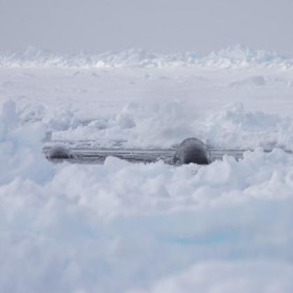 Two bowhead whales surface in a small opening in the sea ice.