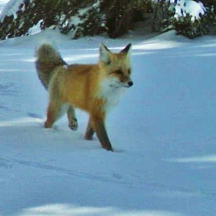 Sierra Nevada red fox, photo by National Park Service