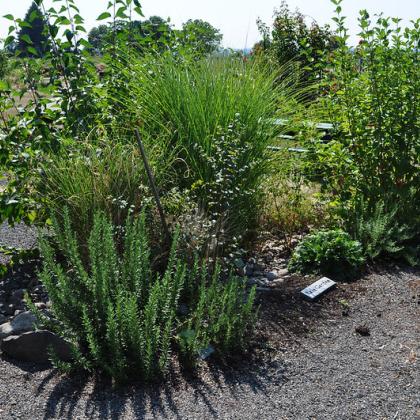 Rain garden