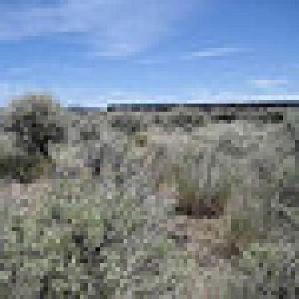 Intact sagebrush