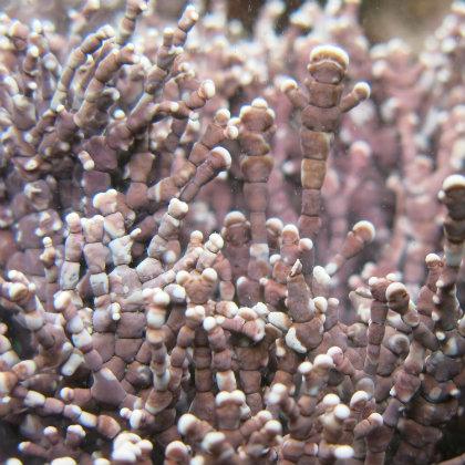 Calliarthron tuberculosum