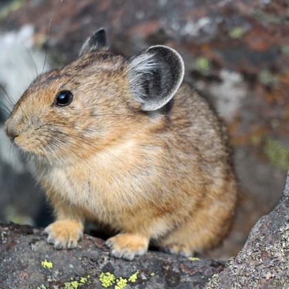 Adult pika at Palisade Falls, Montana