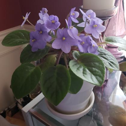 African violet