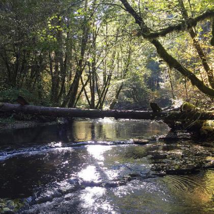 Alsea River, Oregon