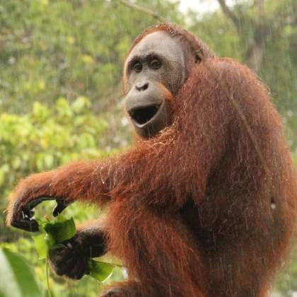 Orangutan, photo by Matt Betts
