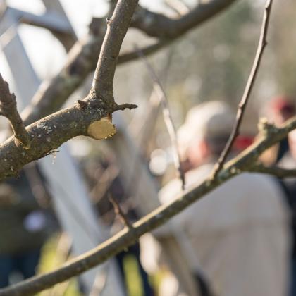 apple tree pruning