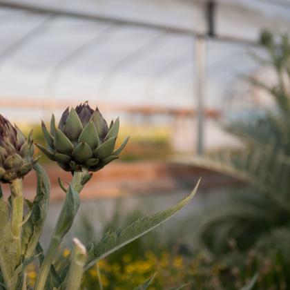 By mid-summer, the artichoke plant should send up flower buds, which are the part of the plant that we eat.