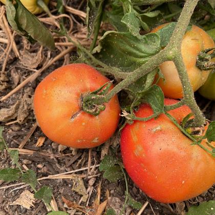 ash on tomatoes