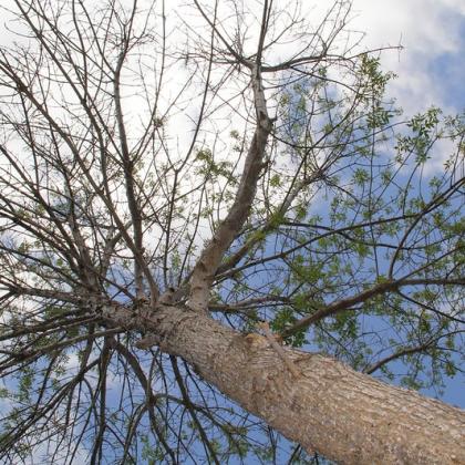 Symptoms of an emerald ash borer infestation are a dying crown, sucker shoots growing from the trunk or base of the tree, D-shaped holes in the bark, splitting back and S-shaped areas underneath the bark. 