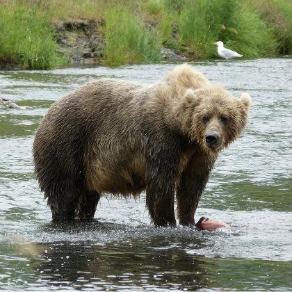 Alaskan brown bear