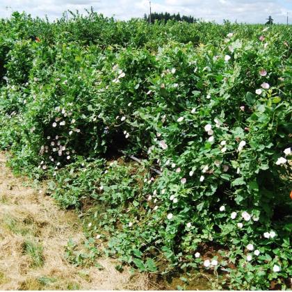 Bindweed grows along the ground until it contacts other plants or structures, and it spreads over anything in its path.