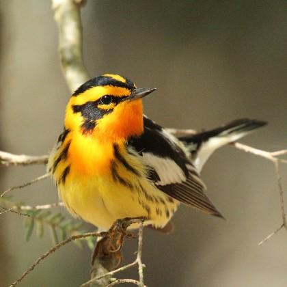 Blackburnian warbler