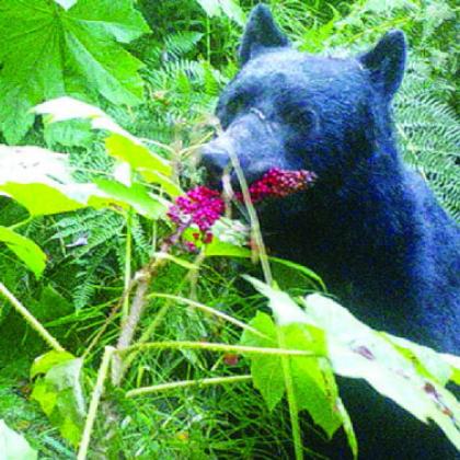 Black bear eats devil’s club berries in southeastern Alaska