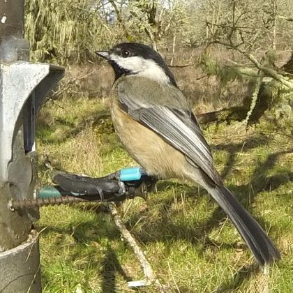 Don’t worry, birds won’t become dependent on you feeding them, OSU study suggests