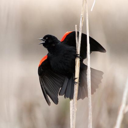 Red-winged blackbird on a cattail