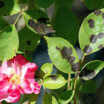 black spot on rose