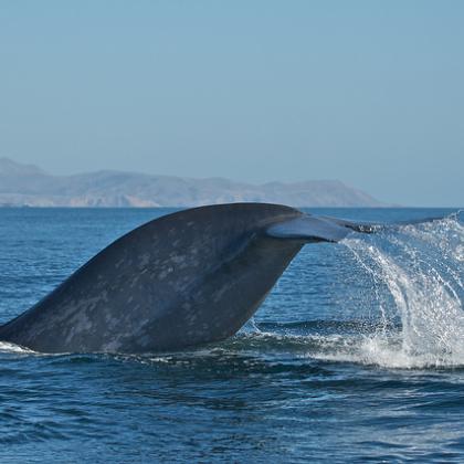 blue whale