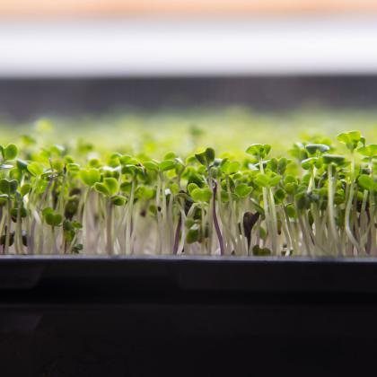 Green broccoli microgreens in a tray. 