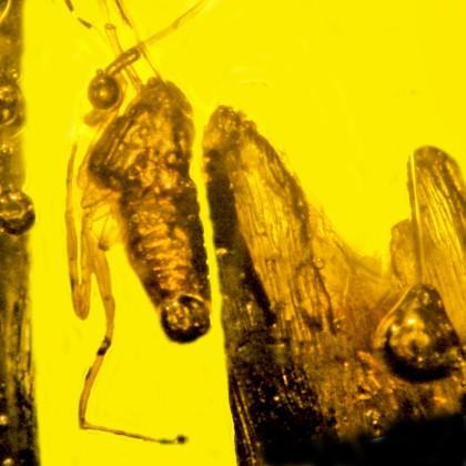 Eograminis balticus with insect