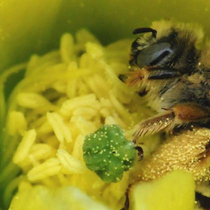 Volunteers scour the state for native bees like this cactus bee. Photo by Lincoln Best.