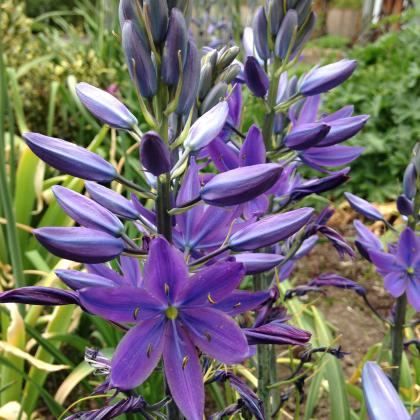 Camas has been determined to be one of the best Oregon plants to attract native bees.