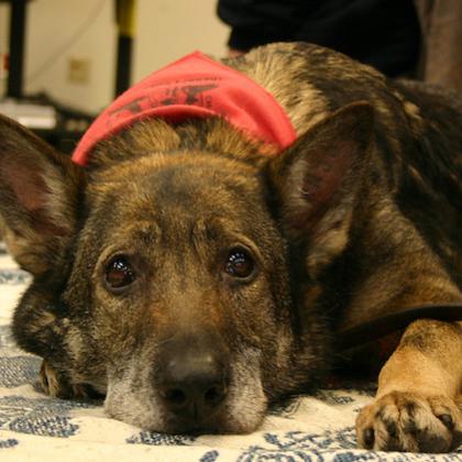 Image shows a German shepherd lying down with head on paws, looking up at the camera with big beautiful eyes.