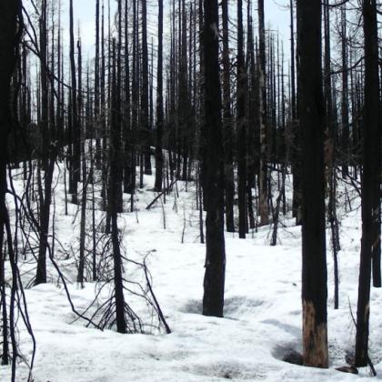 Postfire snow, photo by Kelly Gleason, OSU
