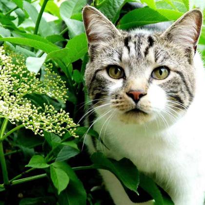 Cat in the garden