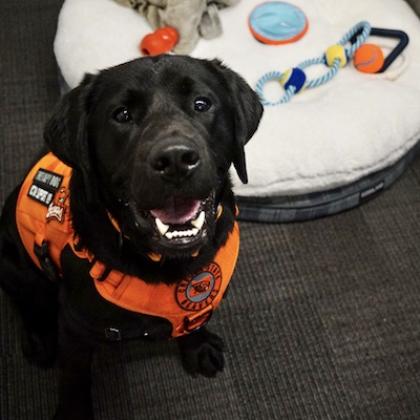 black lab smiling