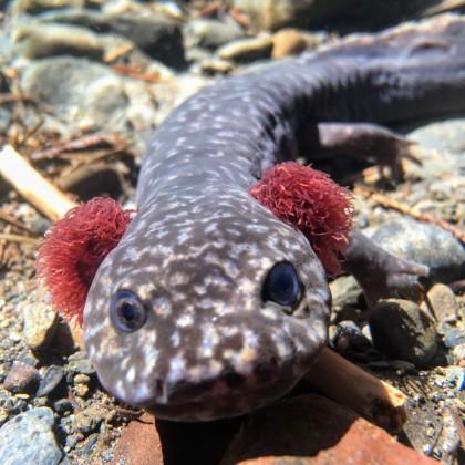 coastal giant salamander