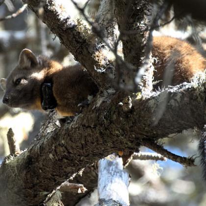 Rare coastal Pacific marten in the Oregon Dunes is captured by a remotely-triggered camera. 