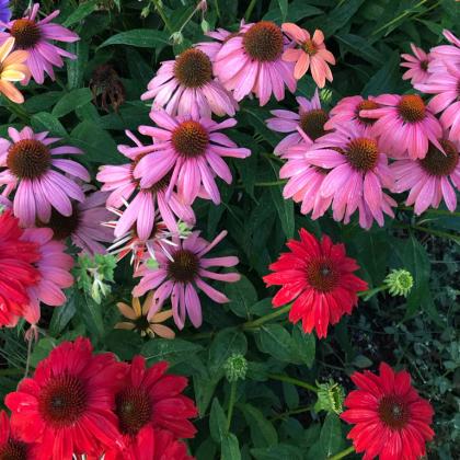 coneflower