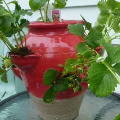 Pot with strawberries