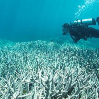 coral reef and diver