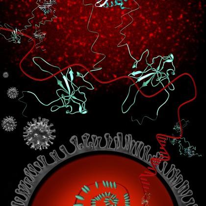 N protein image