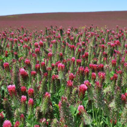 A field of red clover blooms in Yamhill County.