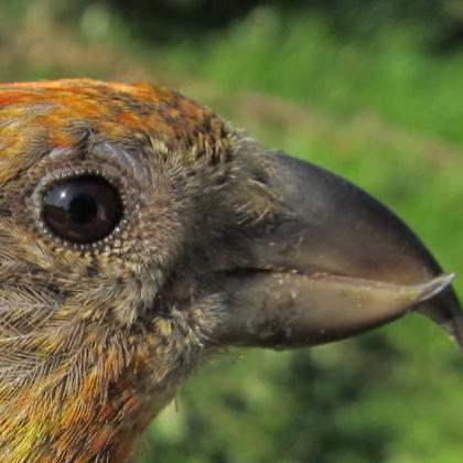 Red crossbills