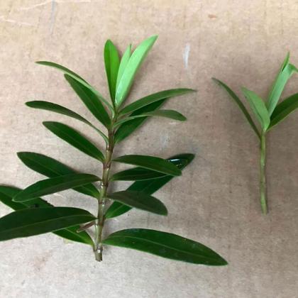 plant cuttings