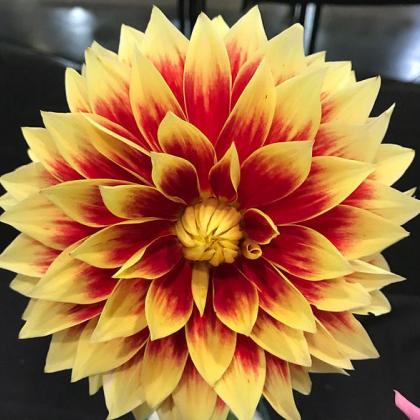Colorful, diverse dahlias can be addictive. Photo by Julie Moore
