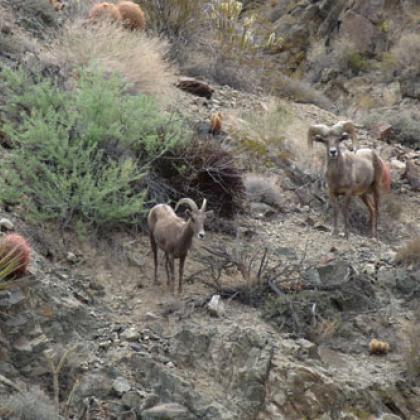 A desert bighorn sheep ewe (left) and ram are observed in the Providence Mountains in the Mojave Desert in California.