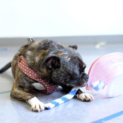A dog attempts the problem-solving task in Oregon State University’s Human-Animal Interaction Lab