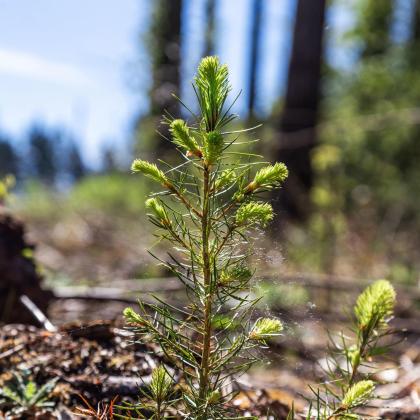 Douglas-fir seedling