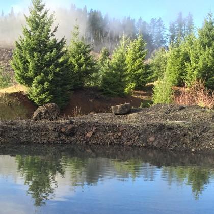 Young trees in Dunn Forest