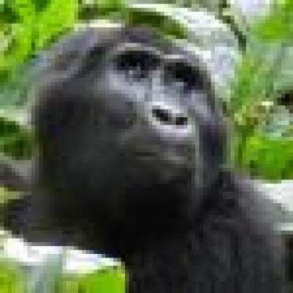 gorillathumb