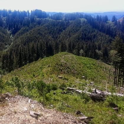 Elliott forest