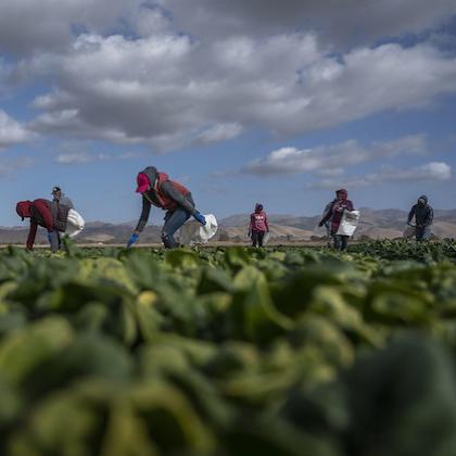 Workers in long pants and sleeves to protect against the sun stoop over a green field picking spinach in California