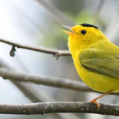 Wilson's Warbler